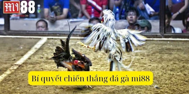 Bí quyết chiến thắng đá gà Mi88