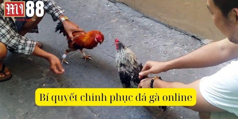 Bí quyết giúp thành viên chinh phục đá gà online kiếm thưởng lớn