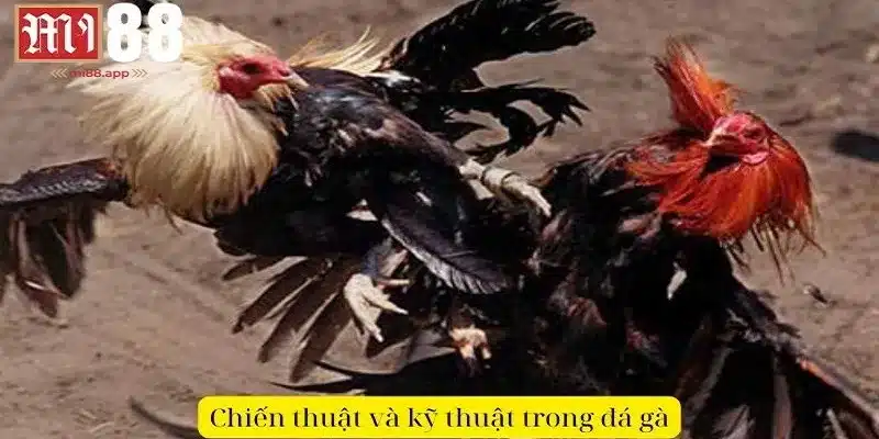 Đá Gà Bình Luận - Nghệ Thuật Đỉnh Cao Và Đam Mê Bất Tận 3 Chiến thuật và kỹ thuật trong đá gà