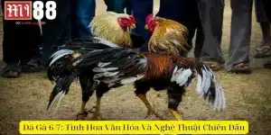đá gà 6/7