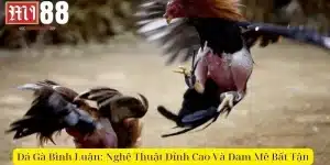Đá gà bình luận