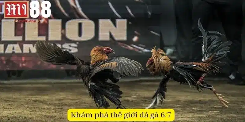 Đá Gà 6/7 - Tinh Hoa Văn Hóa Và Nghệ Thuật Chiến Đấu 1 Khám phá thế giới chọi kê đỉnh cao 6/7
