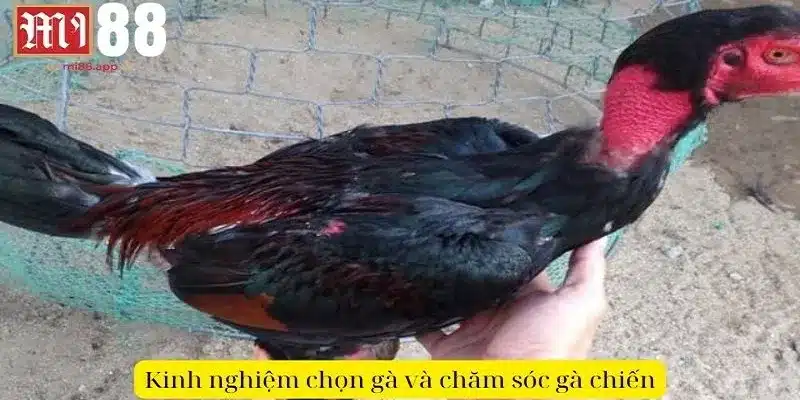 Đá Gà 6/7 - Tinh Hoa Văn Hóa Và Nghệ Thuật Chiến Đấu 3 Kinh nghiệm chọn gà và chăm sóc gà chiến tham gia đá gà 6/7