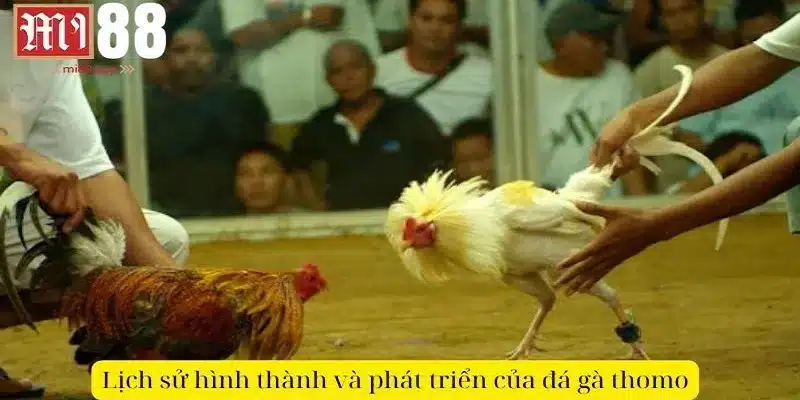 Quá trình phát triển của hình thức live đá gà thomo
