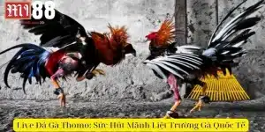 live đá gà thomo