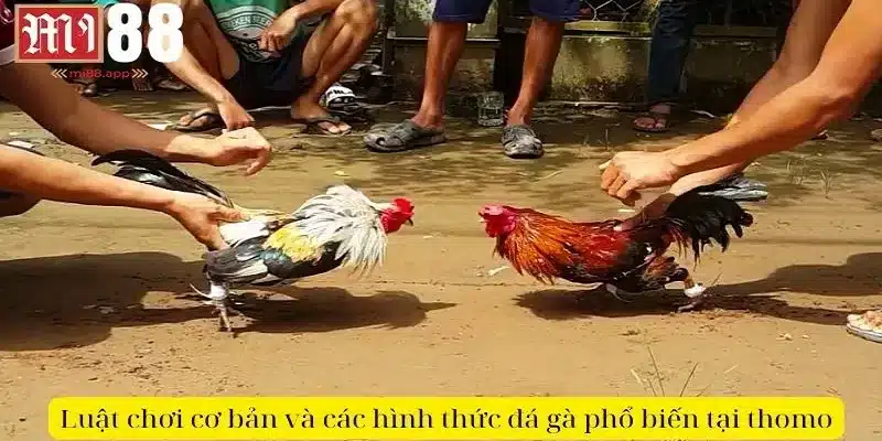 Luật chơi cơ bản và các hình thức đá gà phổ biến tại thomo