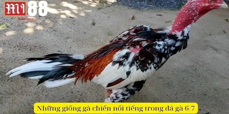 Đá Gà 6/7 - Tinh Hoa Văn Hóa Và Nghệ Thuật Chiến Đấu 2 Những giống gà chiến nổi tiếng trong đá gà 6/7