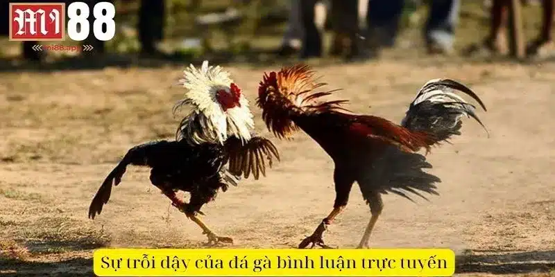Đá Gà Bình Luận - Nghệ Thuật Đỉnh Cao Và Đam Mê Bất Tận 1 Sự trỗi dậy của loại hình đá gà bình luận trực tuyến