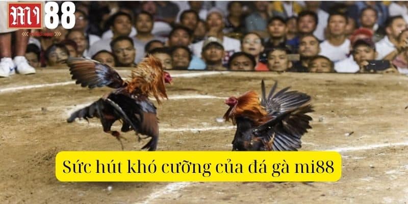 Sức hút khó cưỡng của đá gà Mi88
