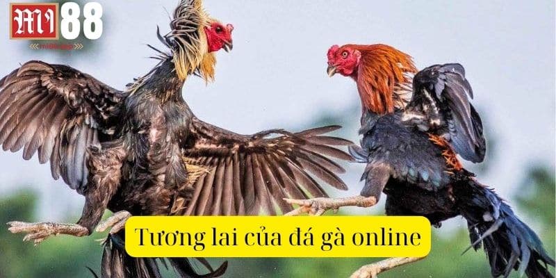 Khám phá thế giới đa dạng của đá gà online