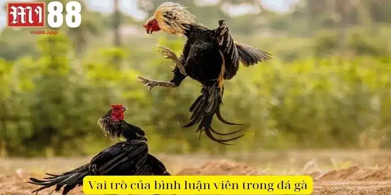 Đá Gà Bình Luận - Nghệ Thuật Đỉnh Cao Và Đam Mê Bất Tận 2 Vai trò của bình luận viên trong đá gà đối với người xem