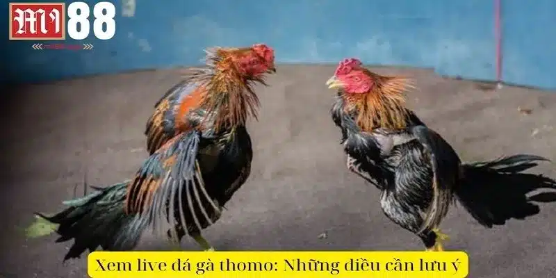 Xem live đá gà thomo: Những điều cần lưu ý